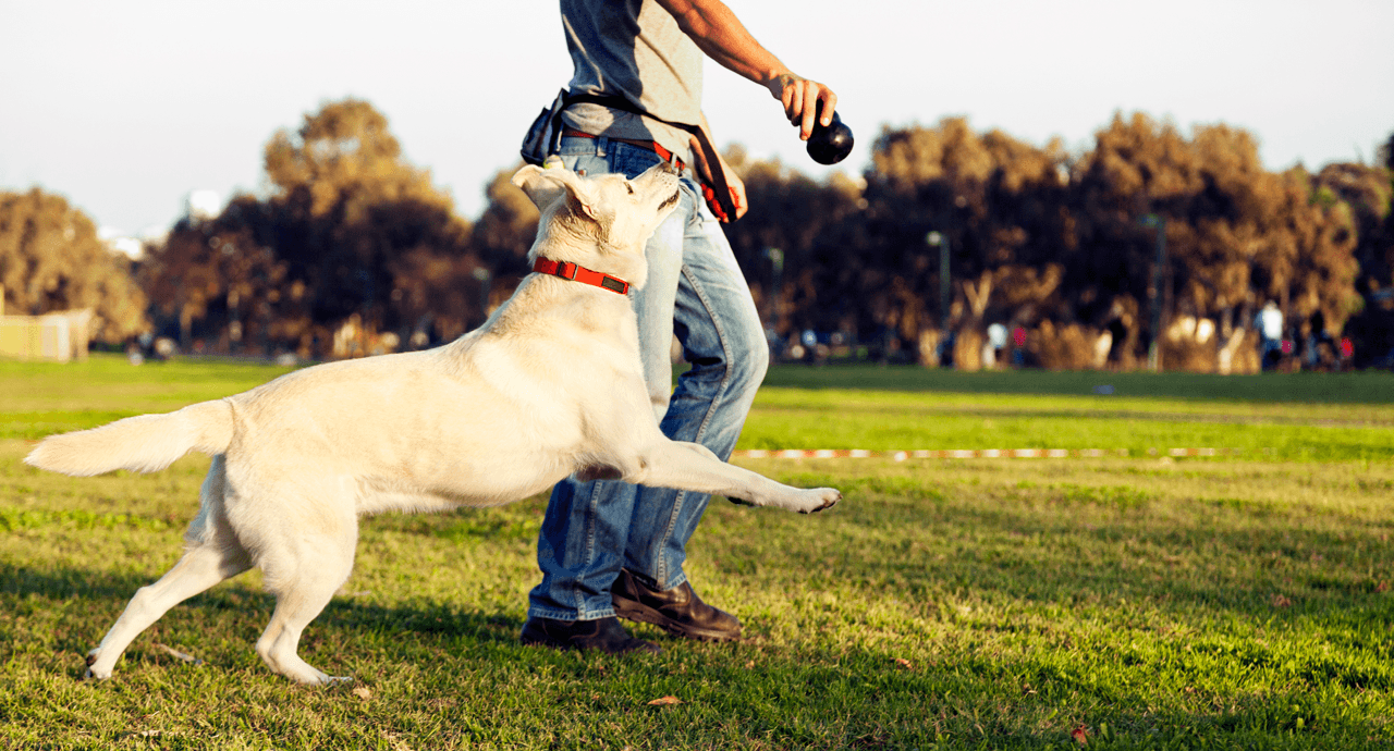 Edmontons Best Off-Leash Dog Parks Featured Image